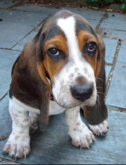 Heaven scent basset store hounds